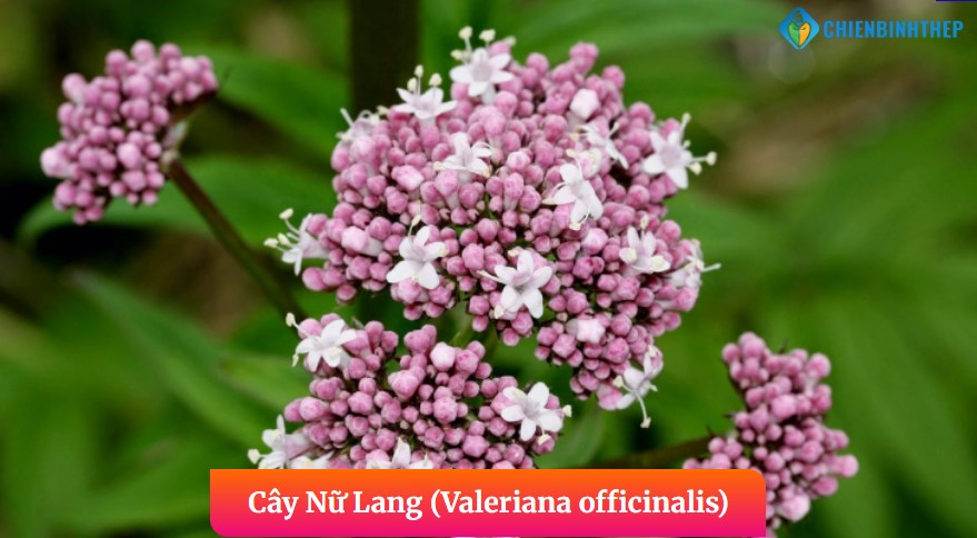 Cây nữ lang trị mất ngủ