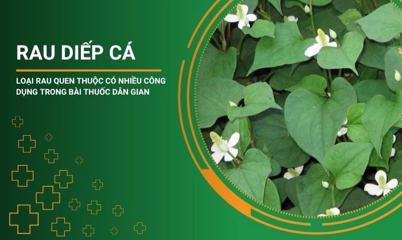 Rau diếp cá trị bệnh trĩ
