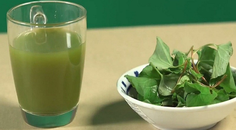 Rau diếp cá trị bệnh trĩ