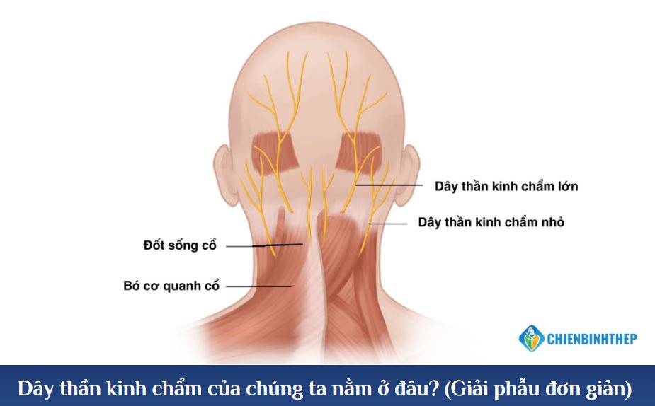 Vị trí dây thần kinh chẩm