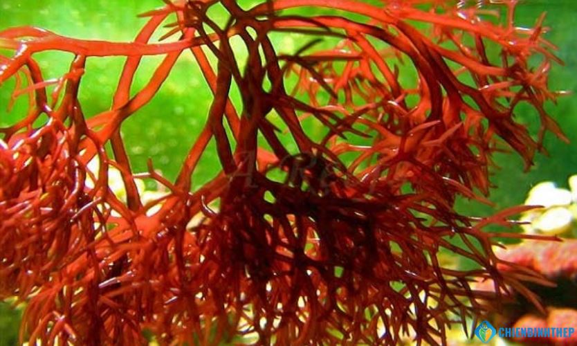 Canxi từ tảo đỏ