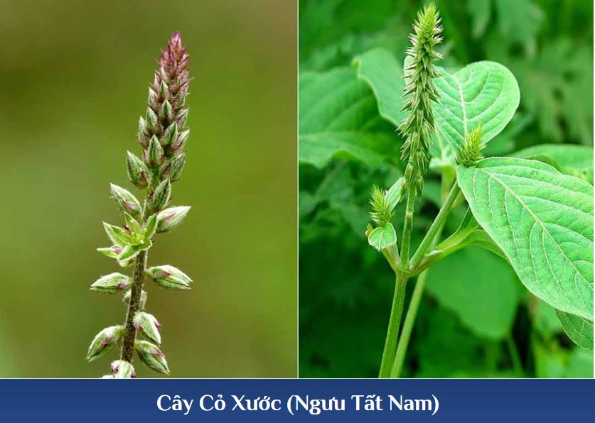 Cây cỏ xước trị thoái hóa xương khớp