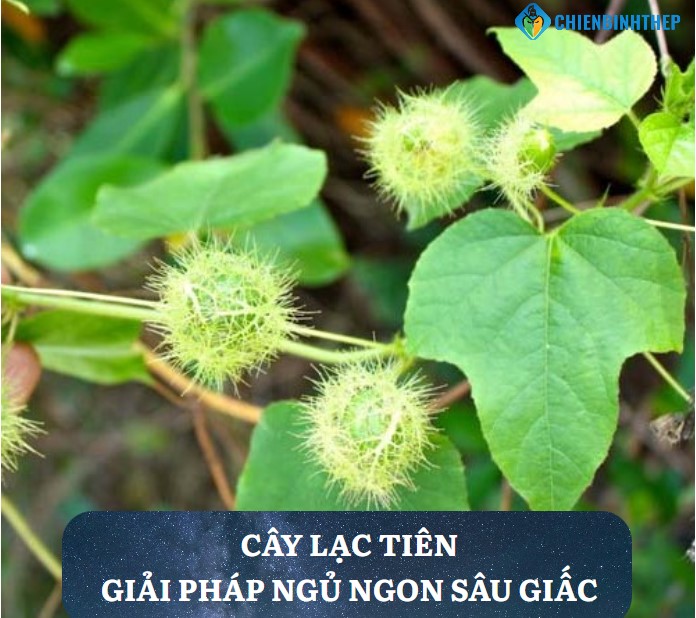 Cây Lạc Tiên: Giải Pháp Ngủ Ngon Sâu Giấc