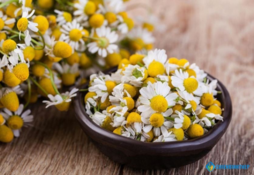 Cúc la mã giúp cải thiện giấc ngủ