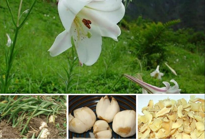 Dược liệu bách hợp giúp ngủ ngon