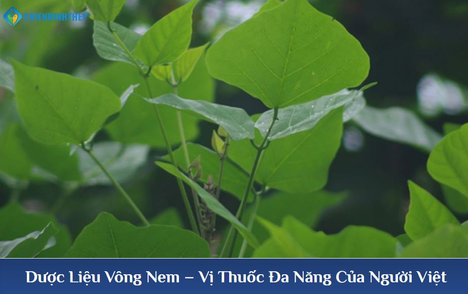 Dược Liệu Vông Nem – Vị Thuốc Đa Năng Của Người Việt