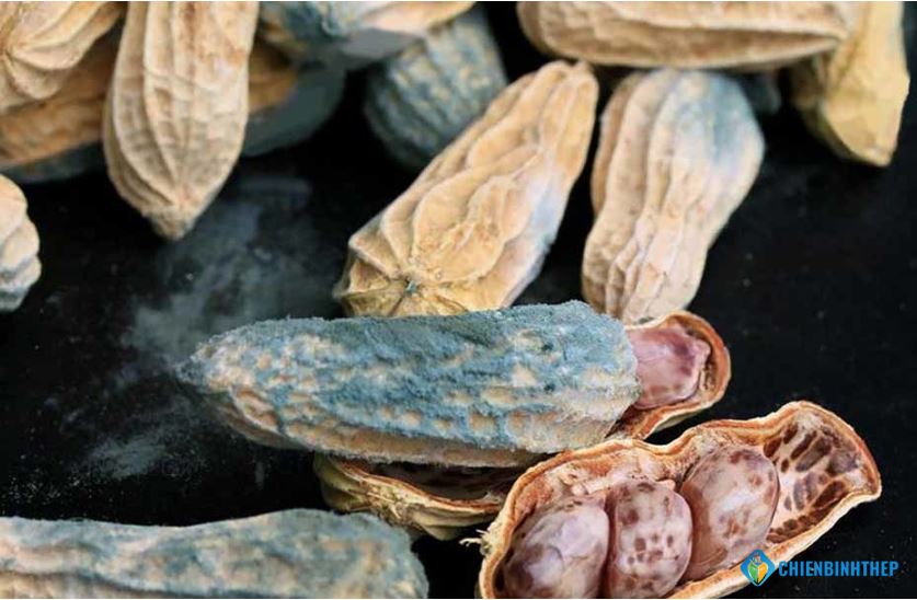 Ngũ Cốc chưa aflatoxin gây độc cho gan