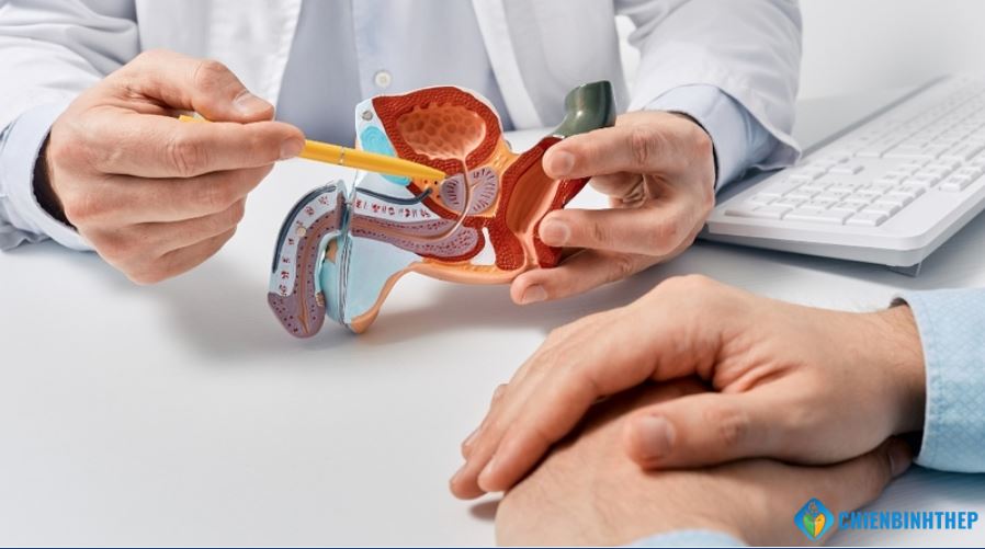 Tuyến tiền liệt là gì