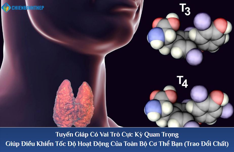 Vai trò của tuyến giáp